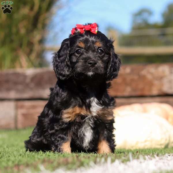 Lila, Cavapoo Puppy